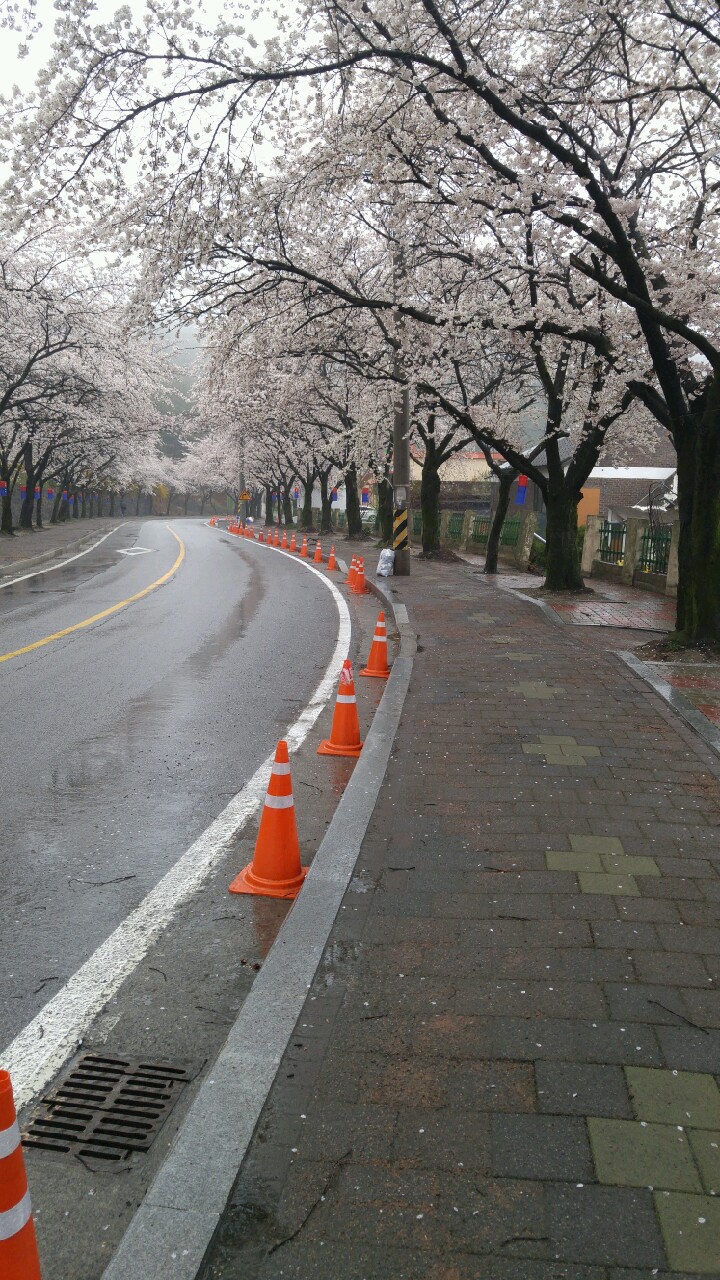 청풍면 벚꽃 축제 이미지 1