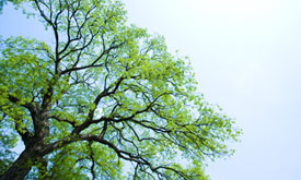 시의 나무 : 느티나무